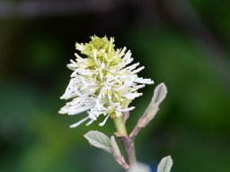 Fothergilla major